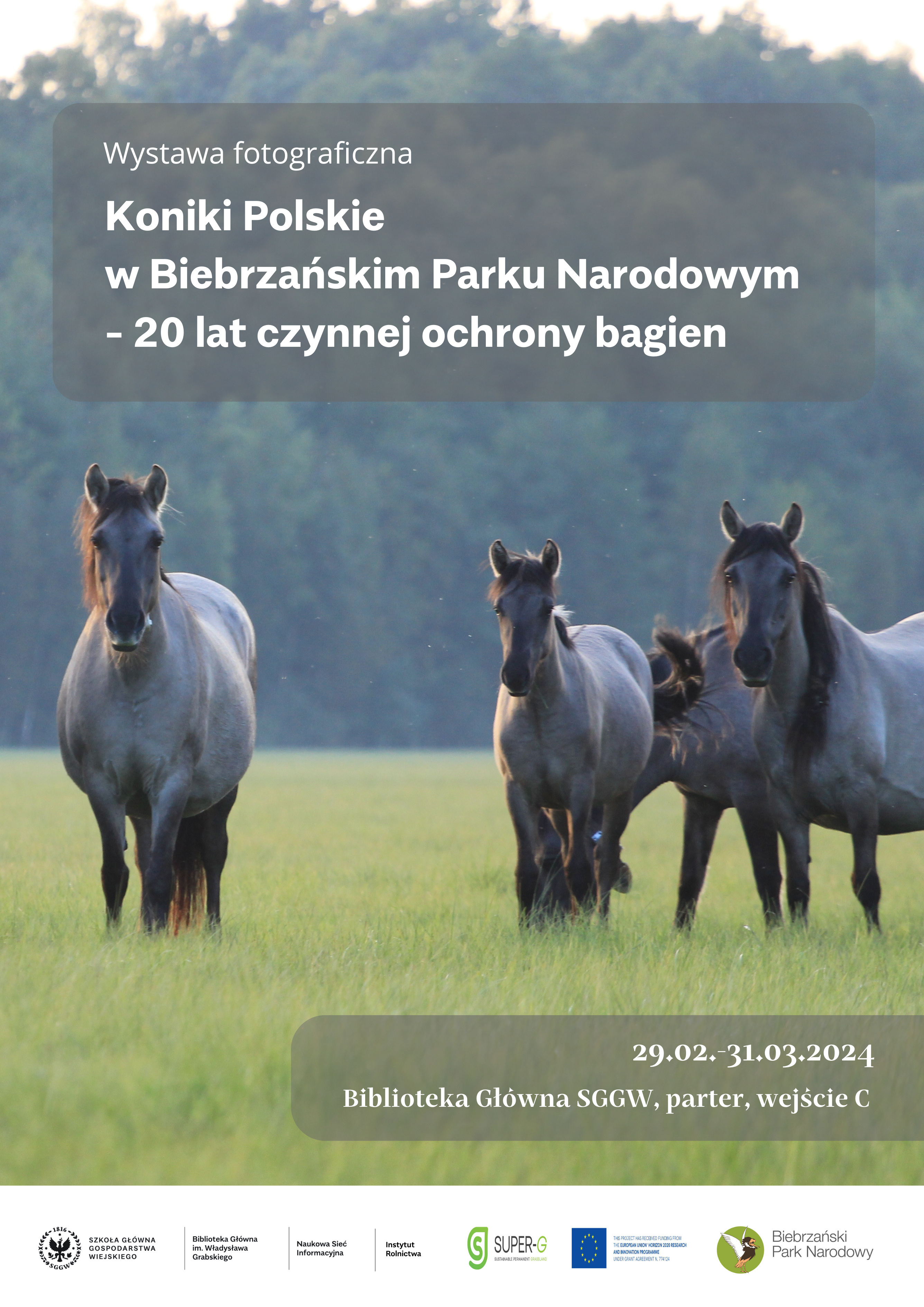 plakat wystawy koniki polskie
