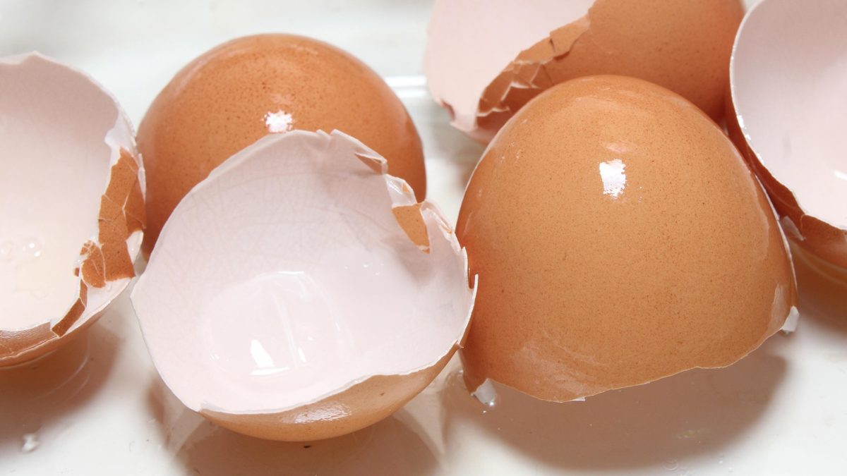 Skorupki jajek